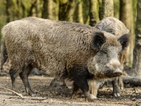 Poolse varkens- en pluimveesector onder druk door dierziekten en gebrekkige bioveiligheid