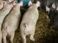 Dalende prijzen zetten voerwinsten biologische varkens onder druk