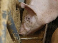 Varkenshouderij grootste rem op mengvoerafzet in 2025