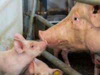 Brussel komt met vijfsterrenstrategie voor toekomstige veehouderij