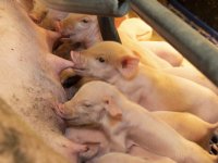 Europese Commissie erkent twee nieuwe methoden voor nooddoding van dieren