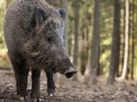 Spanje test 373ste zwijn positief op varkenspest
