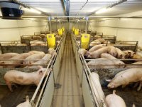 ForFarmers houdt varkensvoerafzet op peil ondanks krimp varkensstapel