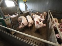 Vlaamse varkenssector verliest terrein