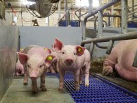 Bijbenen stijging Duitse noteringen lukt Nederland niet