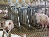 Investeren in beenwerk zeugen levert rendement en werkgemak op