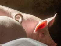 Onzekerheid over Deens krulstaartendoel voor 2027