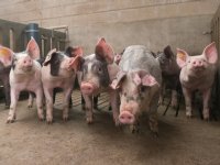Landbouwminister wil afroming varkensrechten terugbrengen