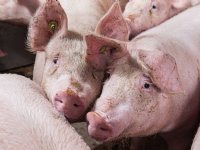 CoViVa lanceert jaarlijkse biosecuritycheck voor varkenshouders
