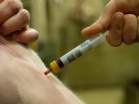 Royal GD monitort komende tien jaar diergezondheid in Nederland