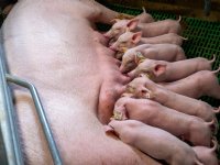 POV: PBL stuurt onterecht naar generieke korting rechten