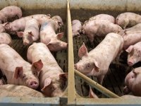 Biostimulerend middel kan ammoniakemissie varkens met 24 procent verlagen