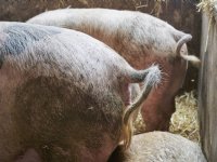 POV, LTO en NAJK willen balans tussen AMvB dierwaardige veehouderij en convenant