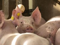 Dierenorganisaties kritisch op nieuwe regels voor dierwaardige veehouderij