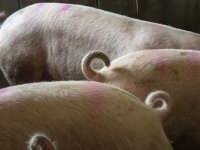 AMvB Dierwaardige veehouderij: dit verandert er voor varkenshouders