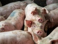 RAMBO-panel: kijk verder dan alleen naar verlagen stikstofuitstoot