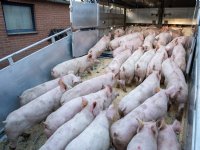 Biggenprijs volgt prijsduikeling vleesnotering