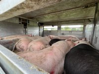 Varkensslachterijen starten per 2027 met automatische classificatie
