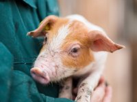 Heihoef haalt Heyde Hoeve-concept naar Noord-Nederland