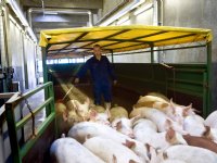 Biggenprijzen zakken door het ijs