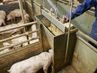 Nederlandse kostprijs varkens blijft in 2025 stabiel op 1,82 euro
