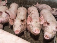 Rekentool geeft varkenshouders inzicht in CO2-voetafdruk