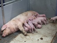 Aantal biggen zegt niet alles over rendement van zeug