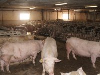 Rabobank: ruim aanbod blokkeert herstel varkensprijzen
