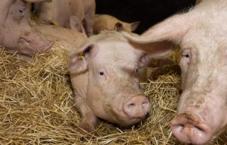 Belgi%C3%AB+komt+met+nieuw+keurmerk+voor+varkenshouderij%3A+Beter+voor+Dieren