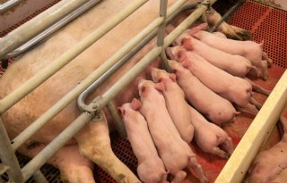 Hypor+en+Danish+Genetics+fuseren+per+2025