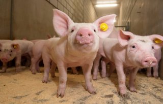 Nieuwe+vaccins+kunnen+griepcirculatie+bij+varkens+doorbreken