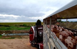Grenssluitingen+hinderen+afzet+varkens