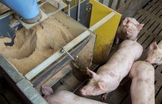 Voerprijzen+en+China+drukken+groei+varkensproductie