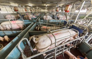 Denen+spenen+33%2C6+big+per+zeug+per+jaar