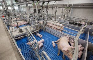 Interesse+voor+kraamzeugen+in+vrijloophokken+groeit