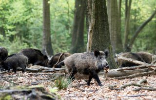 Toch+weer+wild+zwijn+met+AVP+gevonden+in+Saksen