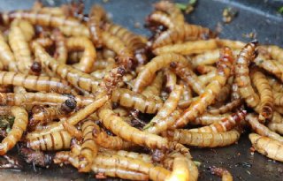 Varkensmest+bruikbaar+voor+insectenteelt
