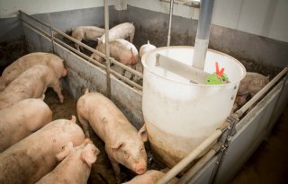 Varkens+die+niet+zijn+gemengd+groeien+harder