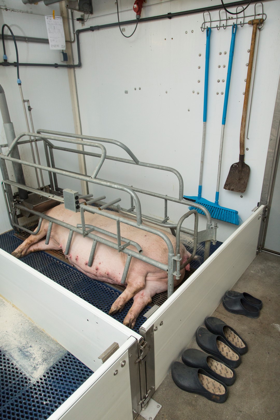 Voor goede resultaten is een goede hygiëne noodzakelijk. Iedere kraamafdeling heeft daarom bijvoorbeeld eigen gereedschap en eigen schoeisel.