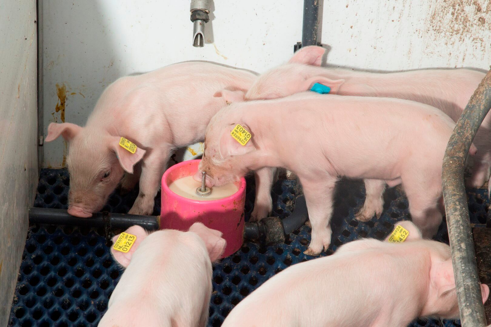 Biggen zie je volgens Dick helemaal niet zo vaak drinken uit de cups. Dat ze toch drinken blijkt wel uit het feit dat de uniformiteit flink verbeterd en er dagelijks zo’n 80 liter melk en 80 liter pap doorheen gaan.