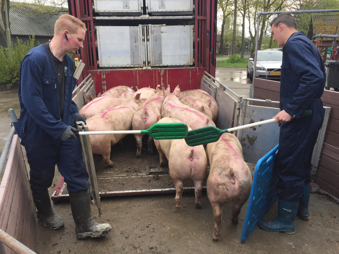 De vleesvarkens gaan via een vaste handelaar A. Thoonen in Reek naar verschillende slachterijen in Nederland.