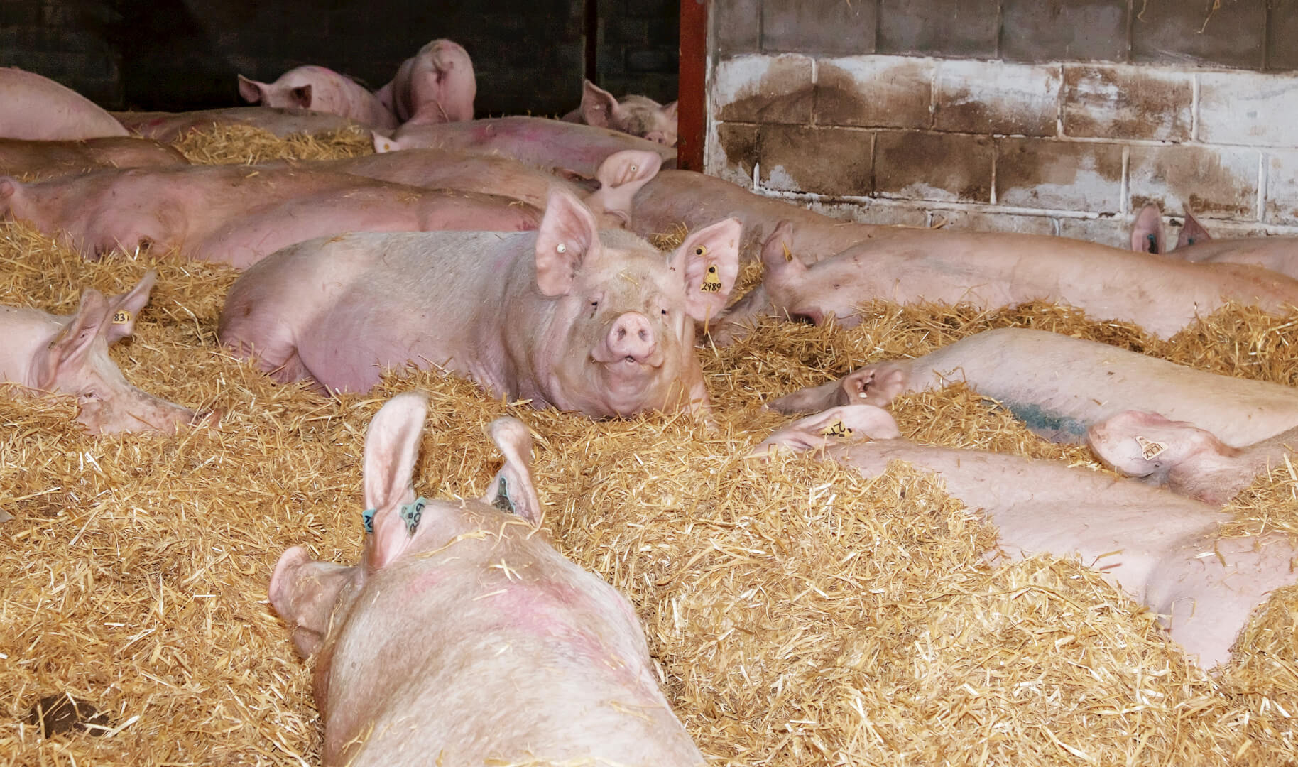 Kort na inseminatie zeugen gaan de zeugen naar een van de twee grote dynamische groepen op stro. Er is een groep van ongeveer 200 jonge zeugen en een van 400 oudere zeugen.