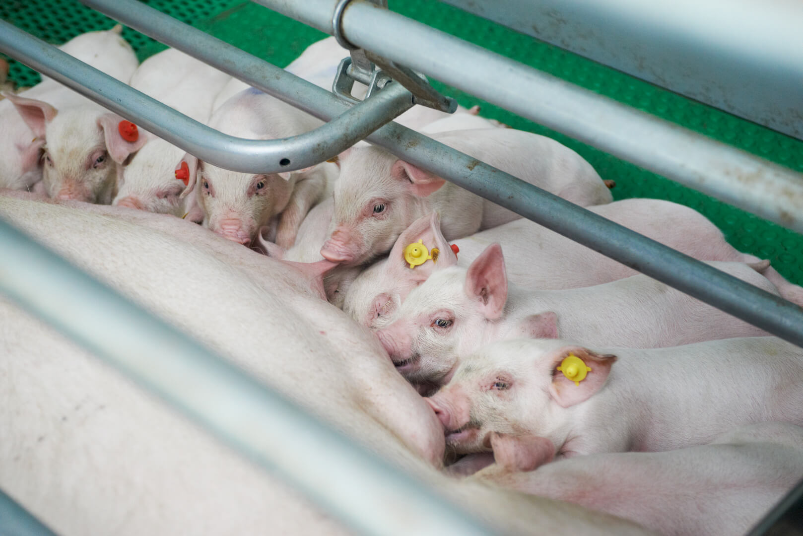 Zeugen die hun hoofd koel houden, blijven goed vreten, ervaart Van Bragt. Ook tijdens tropische omstandigheden buiten, blijven ze volop melk produceren. De biggen profiteren ervan. 