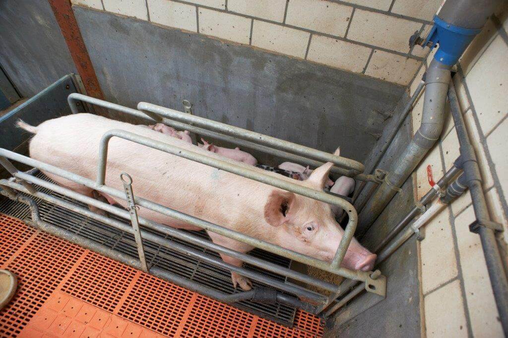 Na vier weken zogen is de conditie van de zeugen nog prima. 