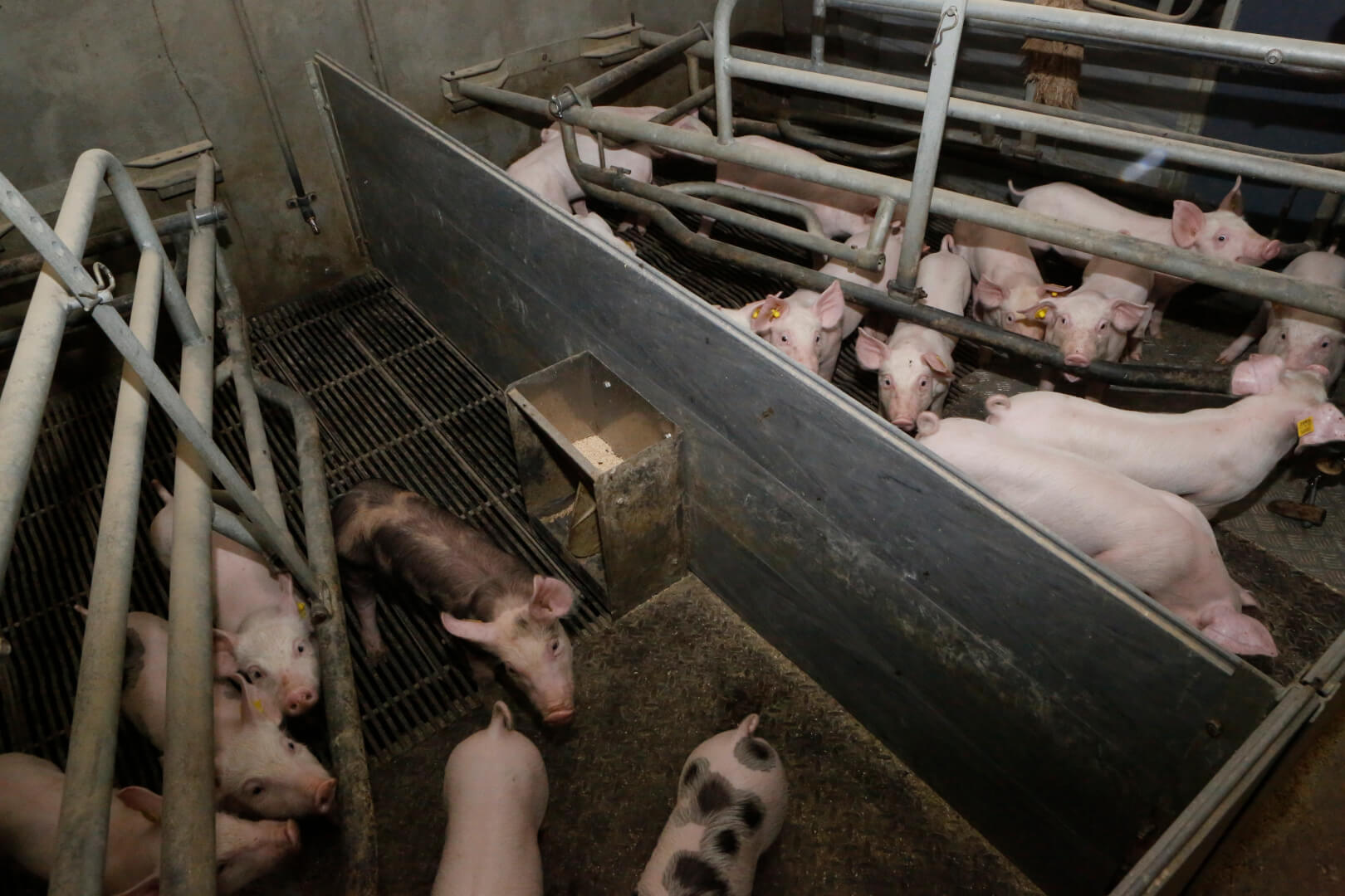 de biggenvoerbakjes in de kraamstallen zoals Hilkens die nu heeft. Twee biggen kunnen tegelijk vreten. Om deze bakjes zonder vermorsen te vullen vergt veel aandacht.