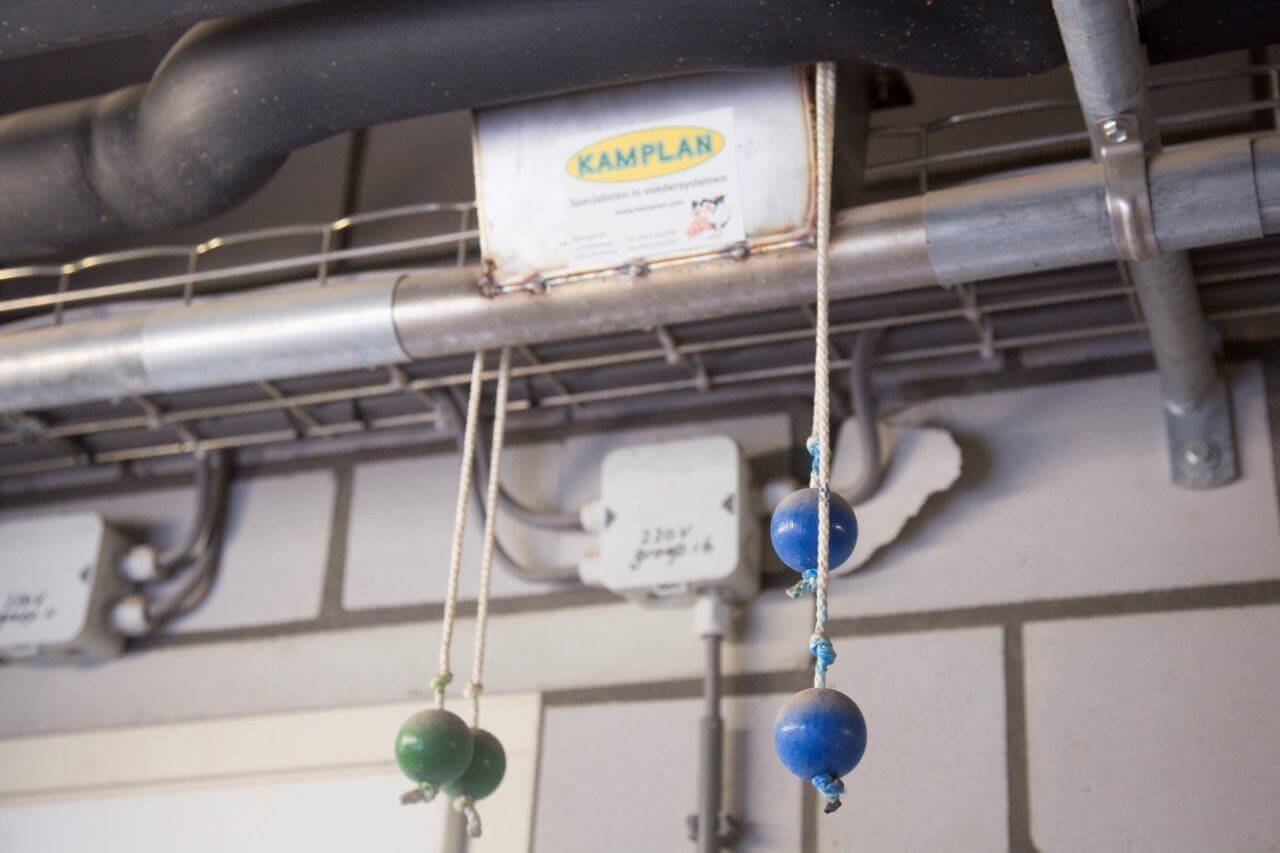 In de kraamstal worden twee verschillende lactovoeders gevoerd. In de eerste week is het voer afgestemd op een goede opstart van de melkproductie. Het tweede voer is meer melkstuwend. 