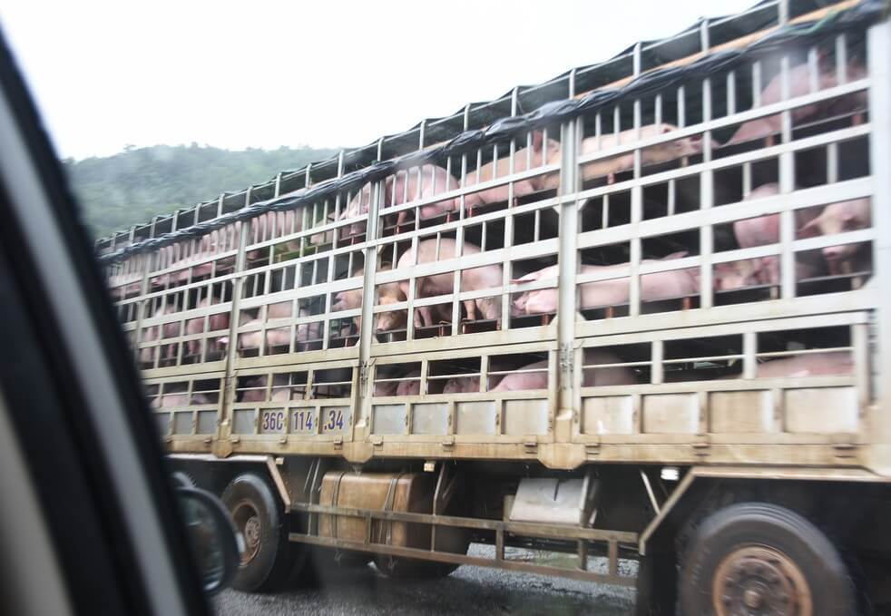 AVP%2Dbesmette+varkens+in+China+vervoerd
