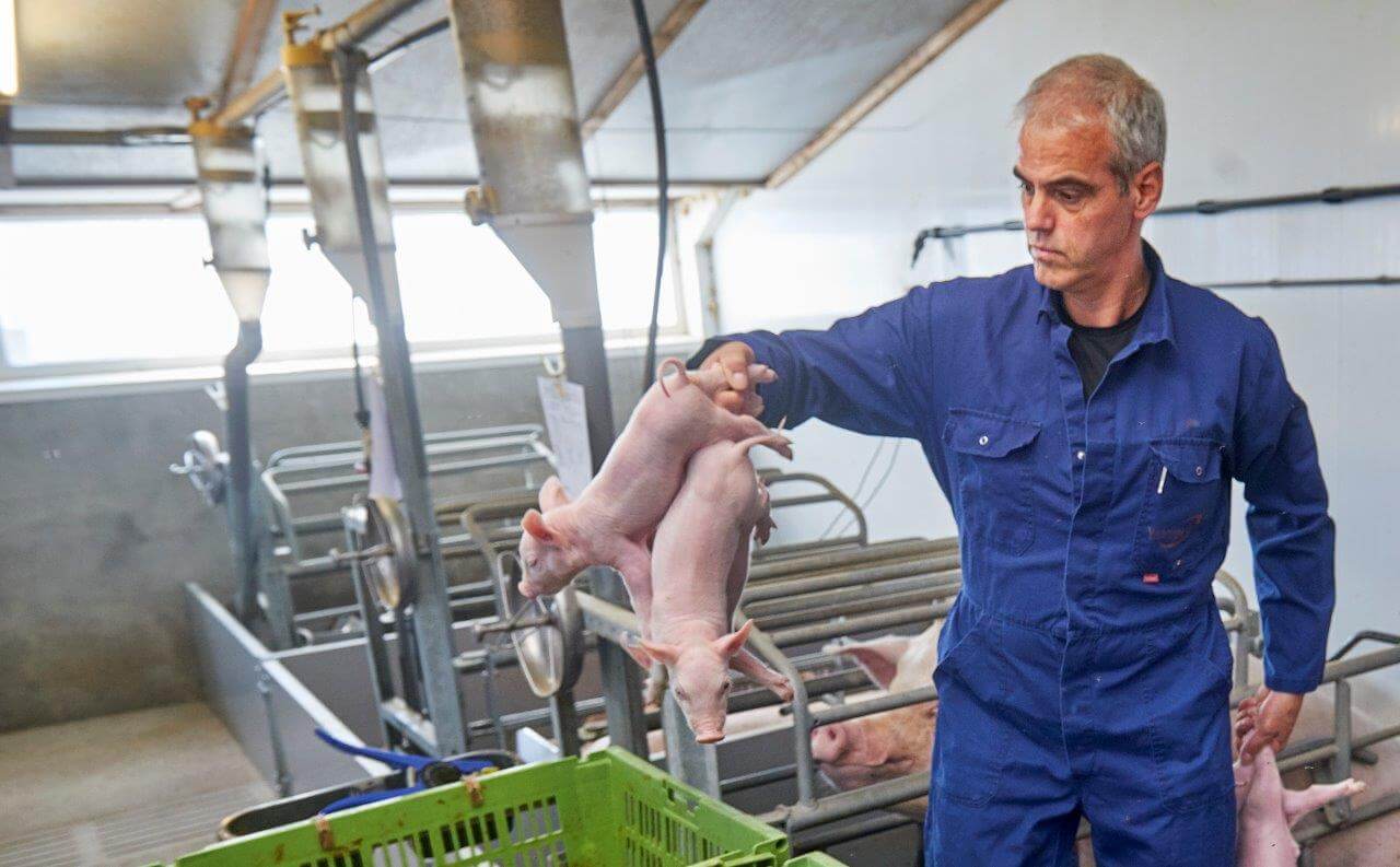 Bij het vangen van de vier dagen oude biggen let Voermans meteen op het geslacht. Beren en gelten worden apart in de kratten gezet. 