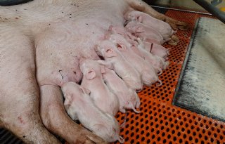 Jaarlijks+3+kilo+toomgewicht+van+biggen+bij+spenen+erbij