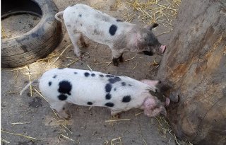 Eerste+varken+met+vogelgriepvariant+H5N1+in+Verenigde+Staten